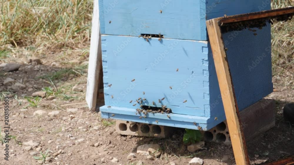 Bee apiary at the beehive. Bee houses.Slow motion 180 fps.Mid shot Bee apiary at the beehive. Bee houses.Slow motion 180 fps.Mid shot