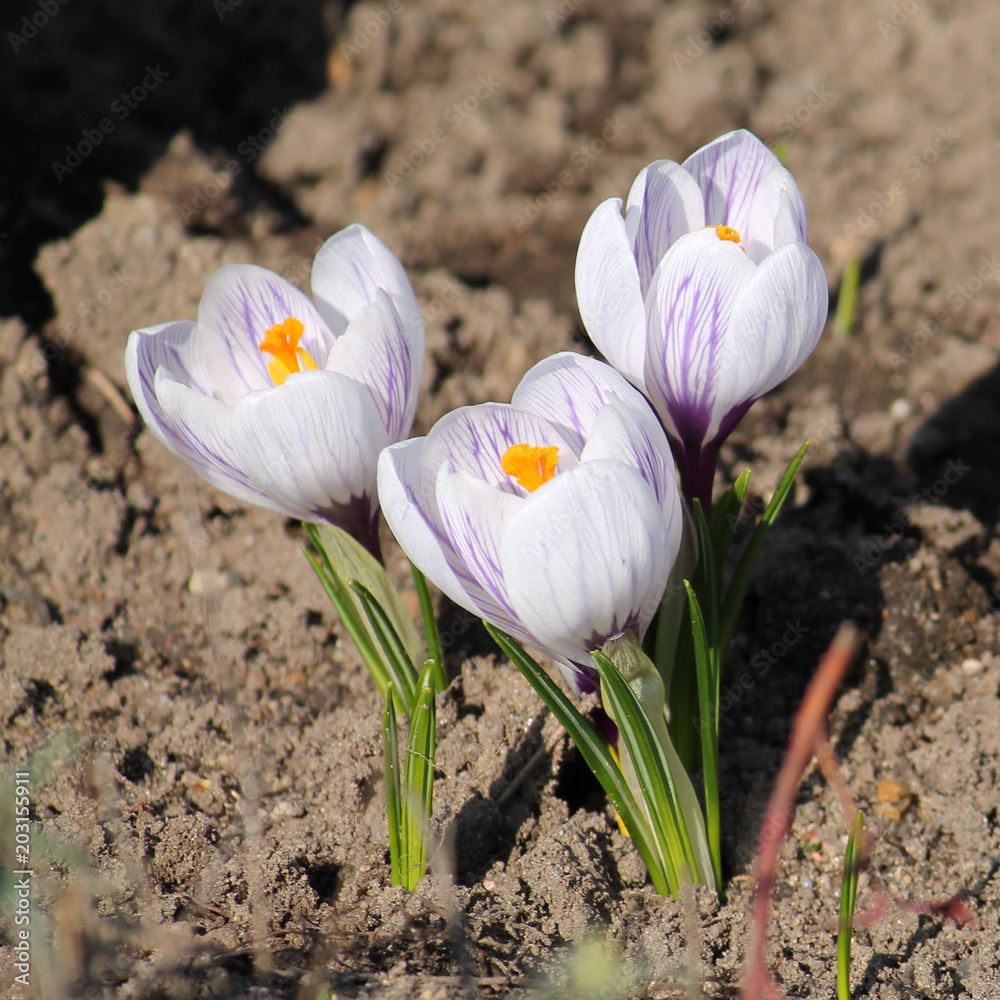 Group of white-purple spring or giant crocuses (Crocus vernus) on flower bed Group of white-purple spring or giant crocuses (Crocus vernus) on flower bed