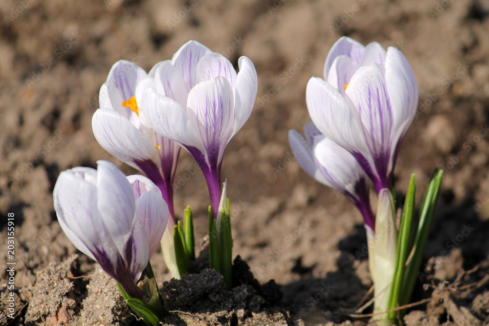 Obraz premium Group of white-purple spring or giant crocuses (Crocus vernus) on flower bed
