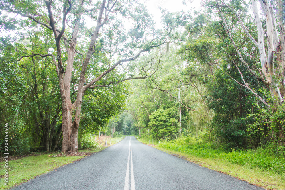 Obraz premium Straight asphalt road winding through Australian forest. 