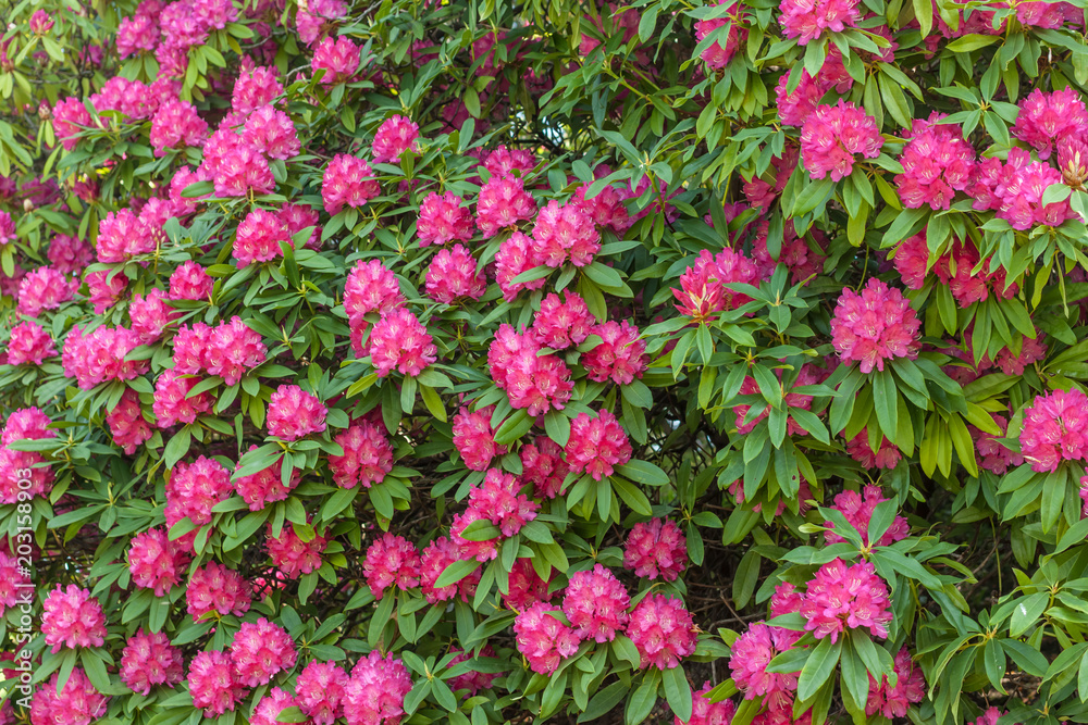 blossom of bright pink flowers