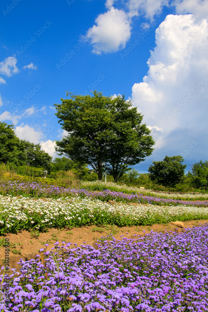 Fototapeta premium ハイジの村