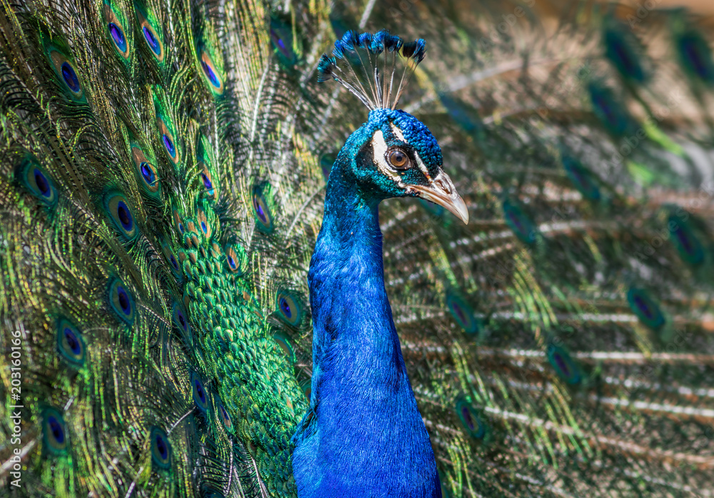 Obraz premium American Peacock (Indian Peafowl) has beautiful eyespot pattern in feathers