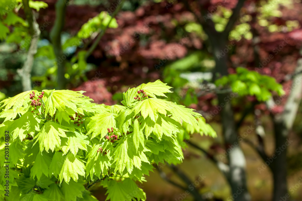 red maple leaves against green background red maple leaves against green background