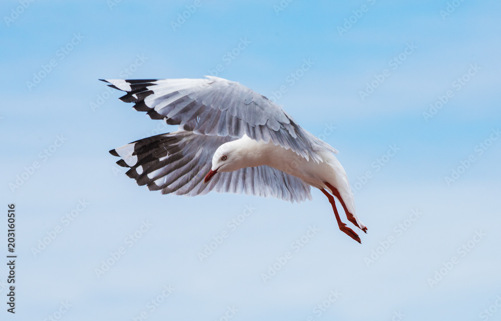 Obraz premium Seagull flying in the blue sky.