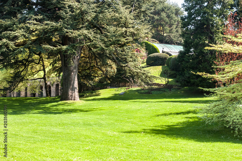 Fototapeta premium botanic garden with green trees