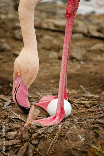 African Flamingo Mother and Egg