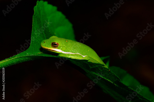American green tree frog (Hyla cinerea) and small ant facing each other