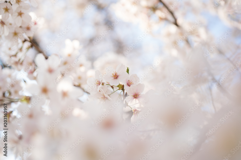 満開の桜