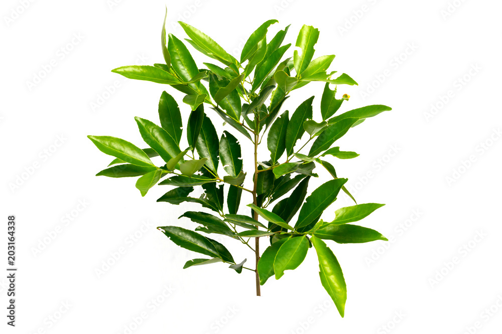 Fototapeta premium Green leaf is Asian herb.