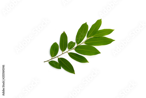 Green leaf is Asian herb.