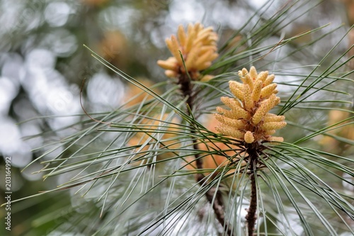 Taiwan Red Pine (Pinus taiwanensis Hayat)