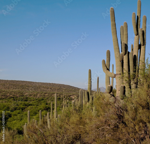A beautiful blue sky in the Sonoran Desert with a hillside of saguaro cacti