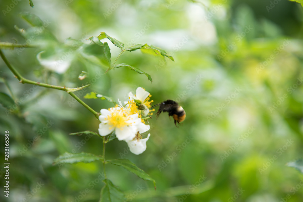 野バラと蜂 野バラと蜂
