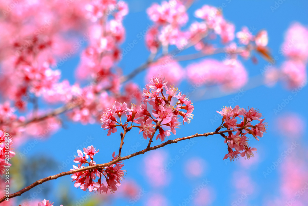 Pink flowers Sakura Thailand.