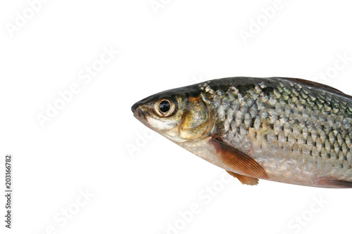 Fototapeta Naklejka Na Ścianę i Meble -  Tropical fish Siamese mud carp,small freshwater,asia isolated on white background
