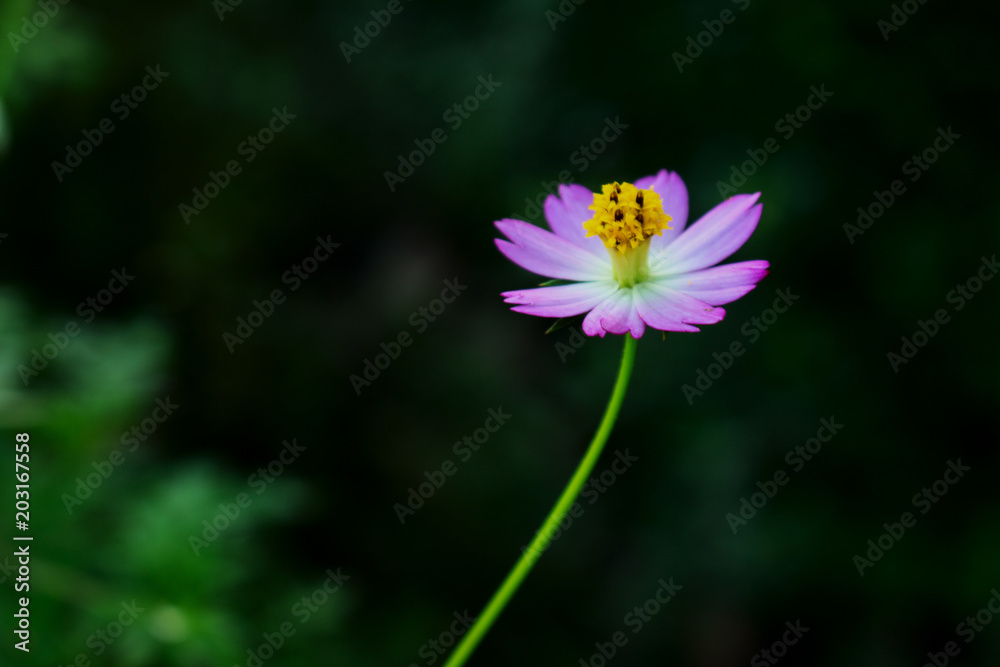 Fototapeta premium Full Bloom