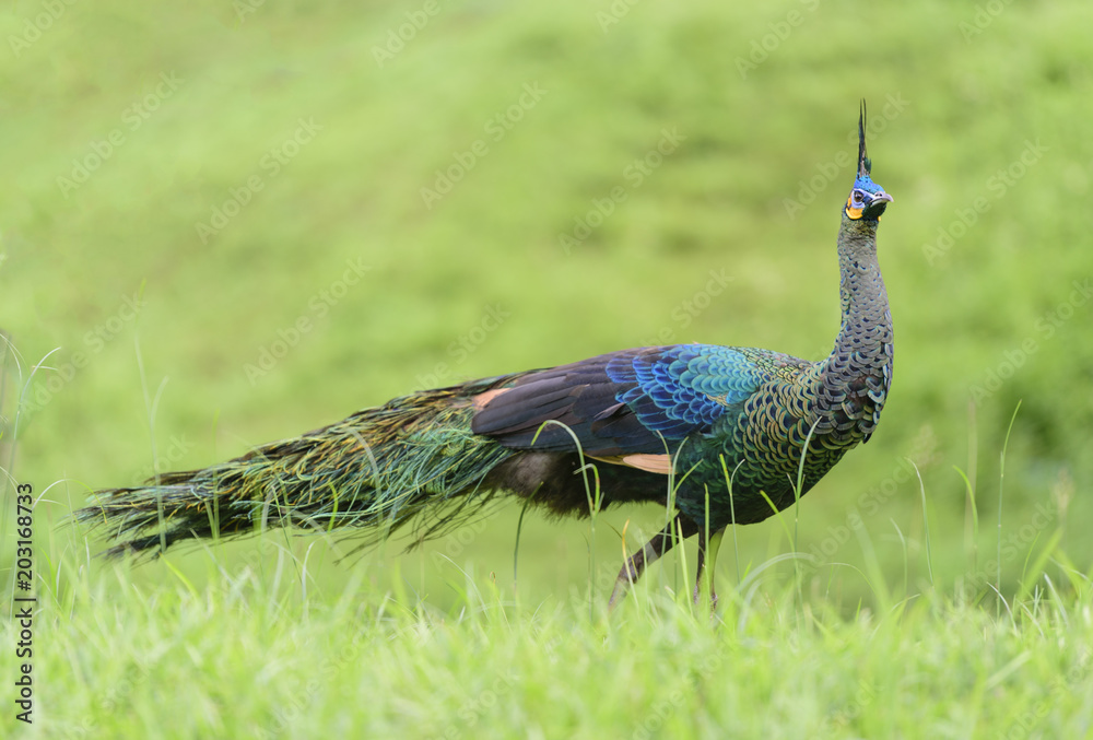 Fototapeta premium Green peafowl