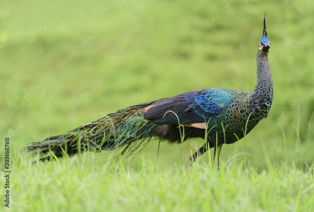 Naklejka premium Green peafowl