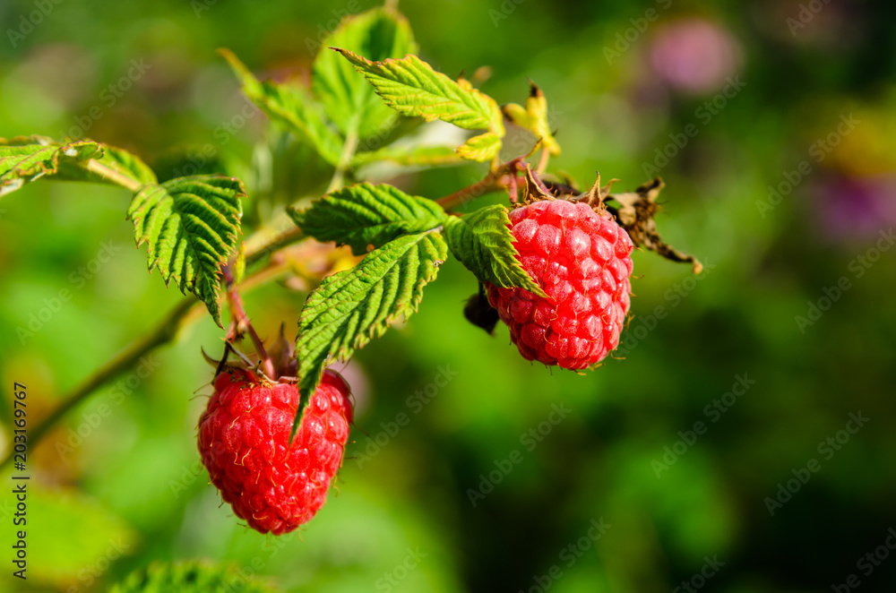 Raspberries on a bush on summer Raspberries on a bush on summer