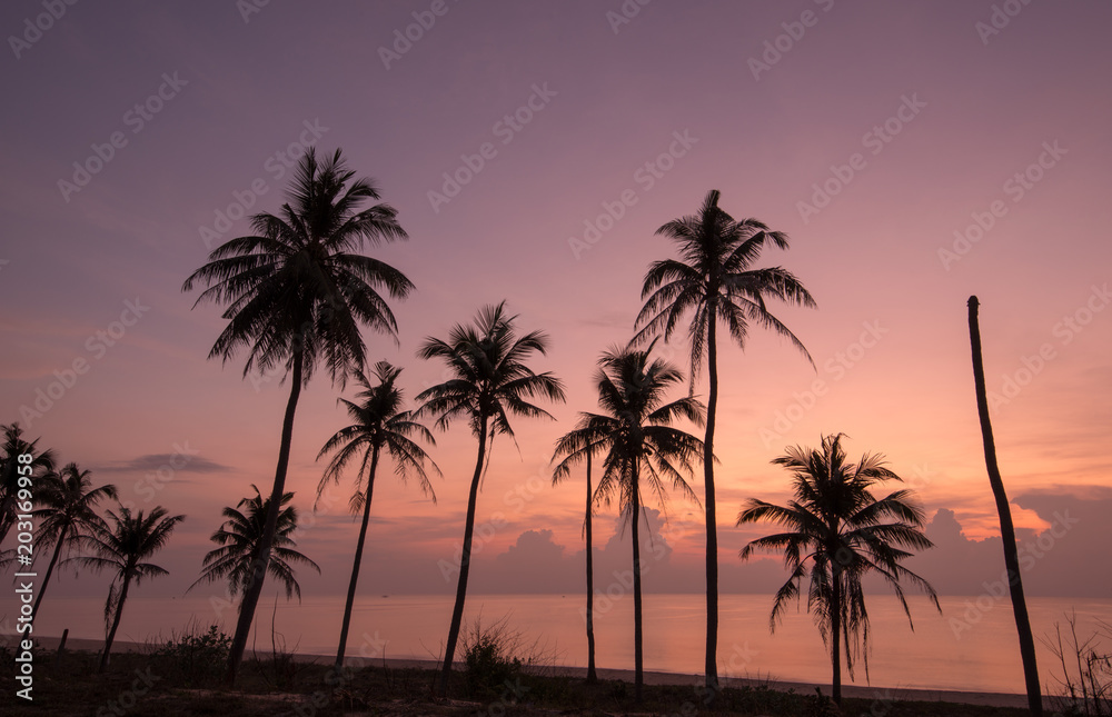 silhouette of coconut trees with beautiful sky  in the morning