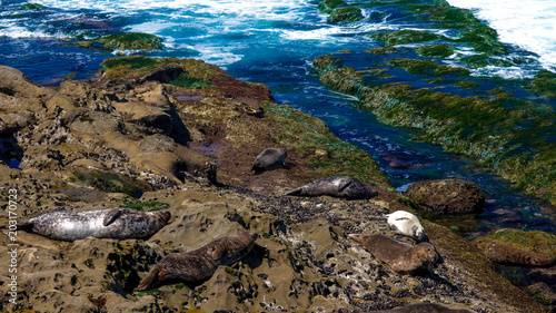 Lazy Seals