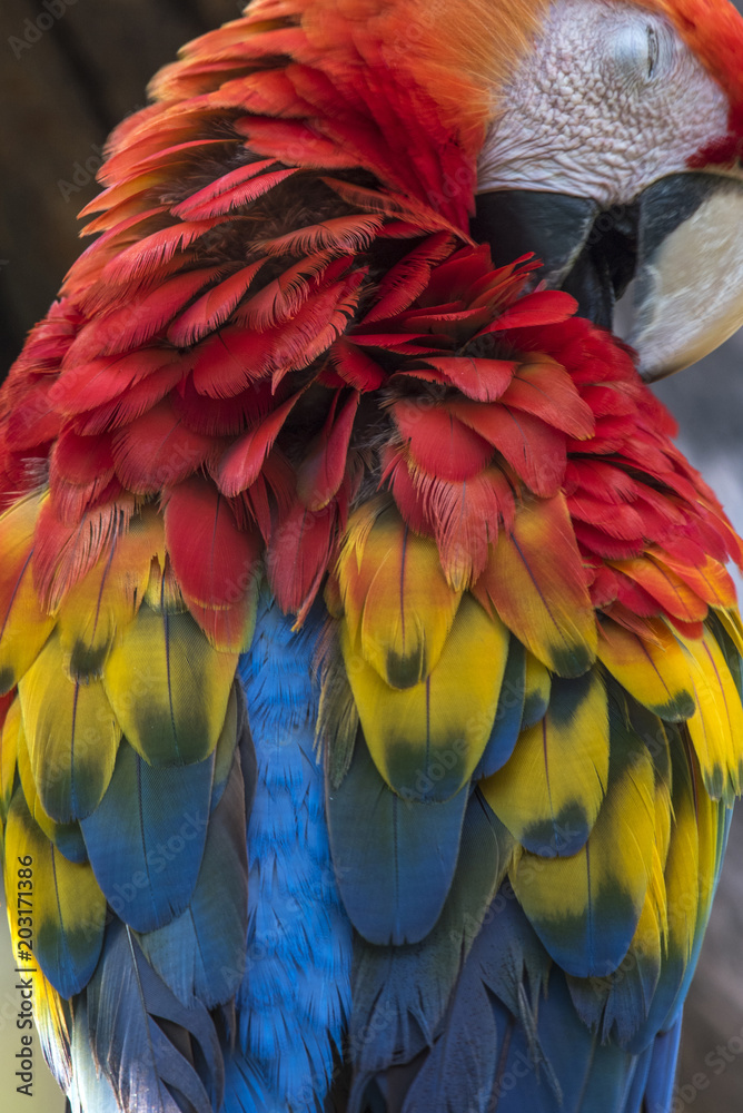 Fototapeta premium Beautiful scarlet macaw feathers