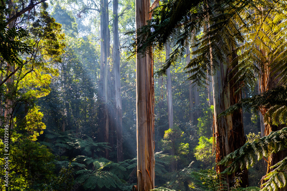 Naklejka premium Światło słoneczne wpadające przez korony drzew - rodzimy las australijski