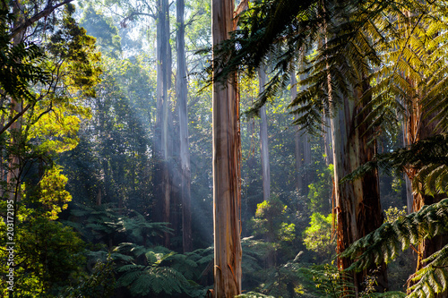Sunlight shining through tree canopy - native Australian forest
