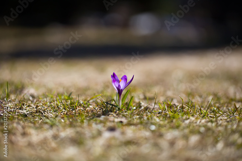 Fototapeta Naklejka Na Ścianę i Meble -  Crocus (plural: crocuses or croci) is a genus of flowering plants in the iris family. Flowers close-up on a blurred natural background.