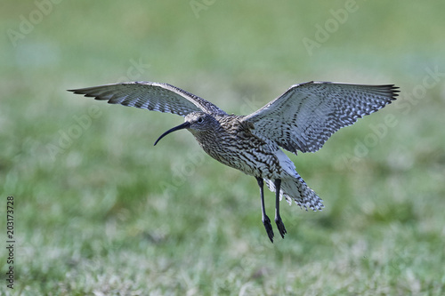 Eurasian curlew (Numenius arquata)