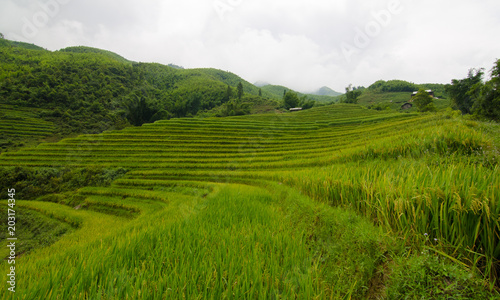 Lao Chai is little town in the valley that is famous about rice field terrace