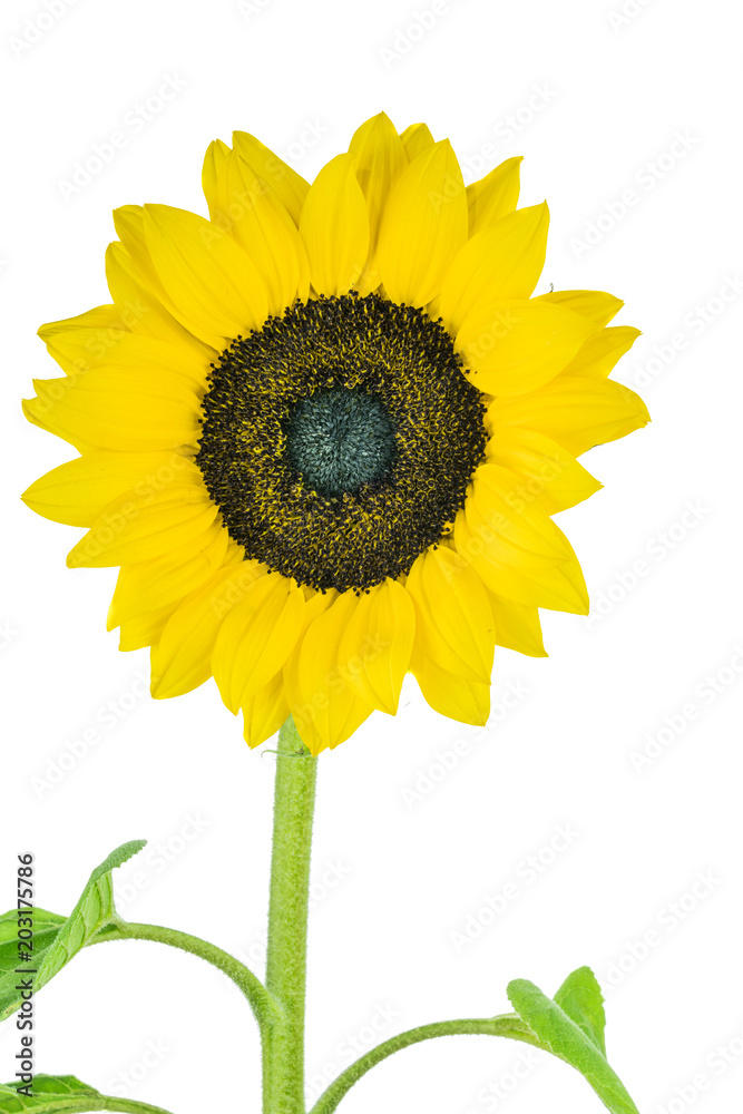 Obraz premium Sunflower with white background