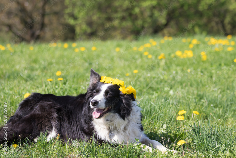 Border Collie with a wreath of dandelion on the head is lying at the blossoming dandelion meadow. There is plenty of space on the top of the photo
