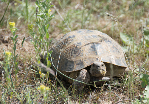 turtle in the steppe grass on a sunny day