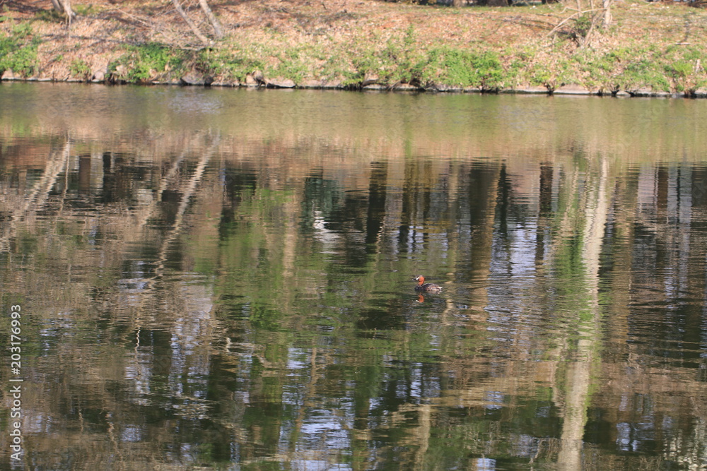 Close up the brown teal floating and reflection on the water in the park