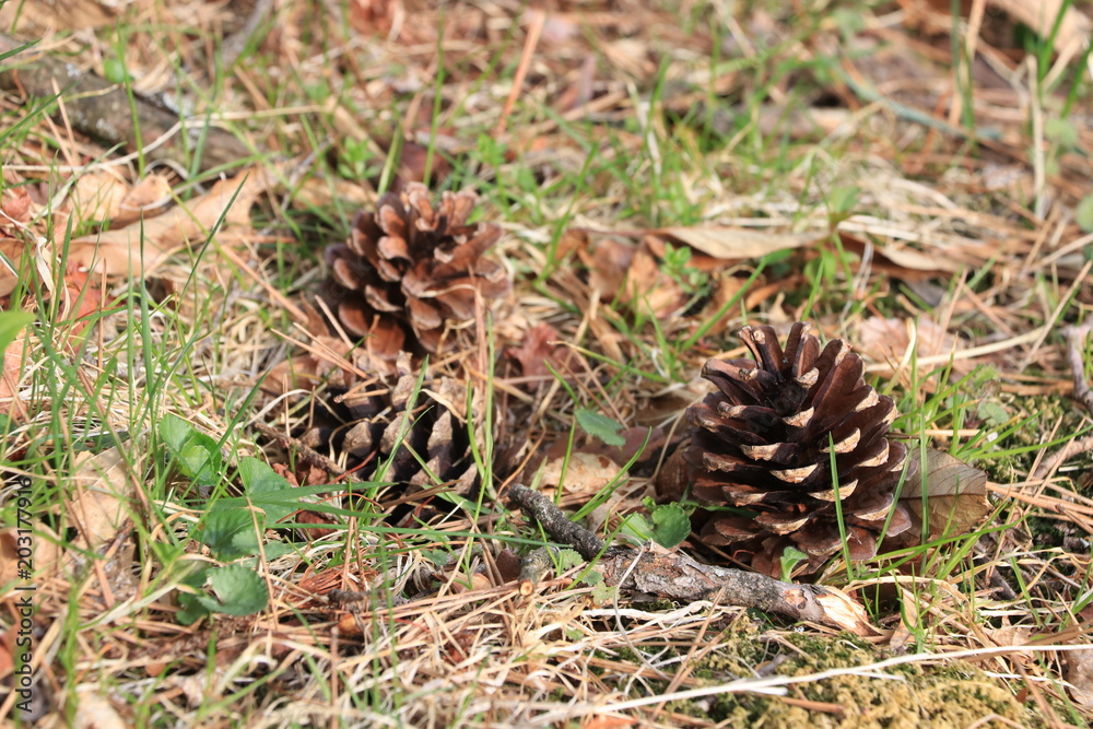 Close up the pinecones on the ground Close up the pinecones on the ground