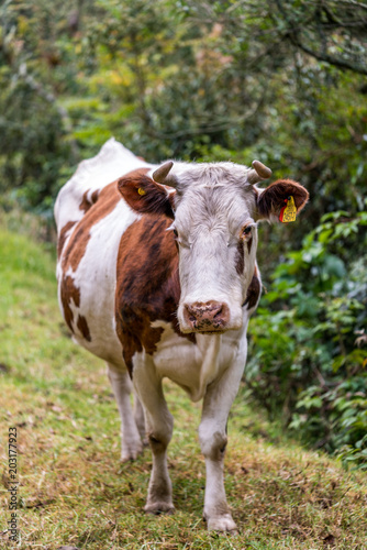 Cow on a summer pasture © Jair Fonseca