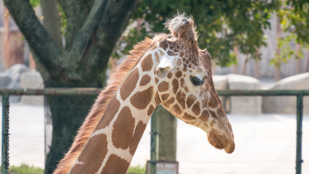 Obraz premium キリン