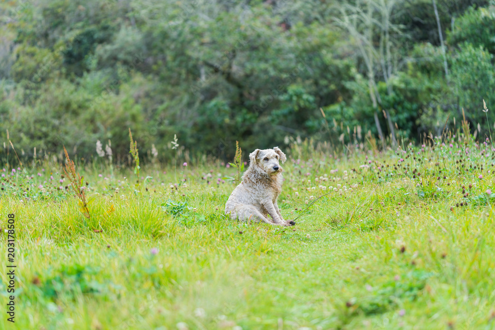 Fototapeta premium White dog sitting on the grass