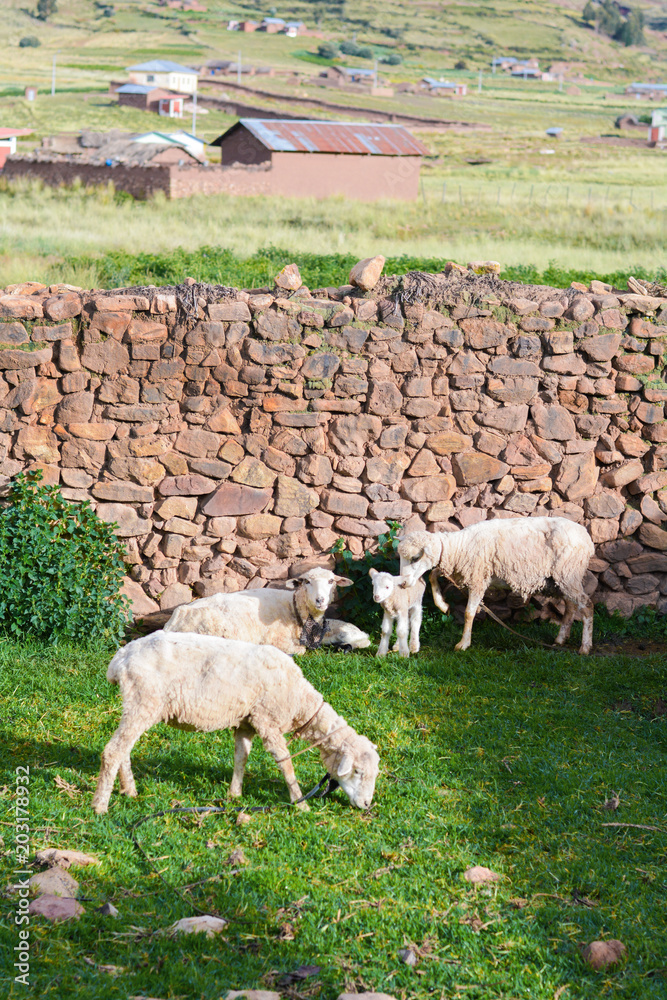 Obraz premium Flock of sheep and newborn lamb in the countryside.