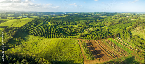 Aerial panorama of agricultural fields and macadamia farm at sunset in New South Wales, Australia photo