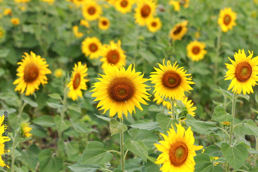 Yellow flowers field sunflower Yellow flowers field sunflower