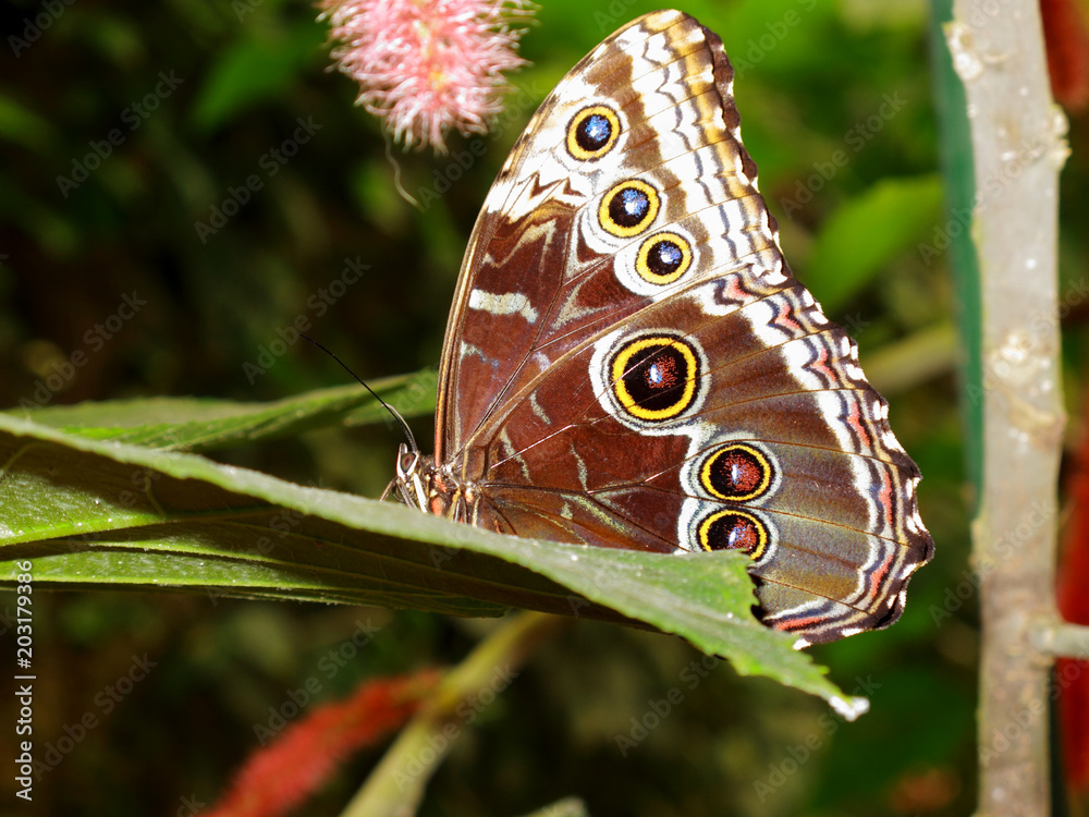 Naklejka premium A close up view of the butterfly Caligo Memnon