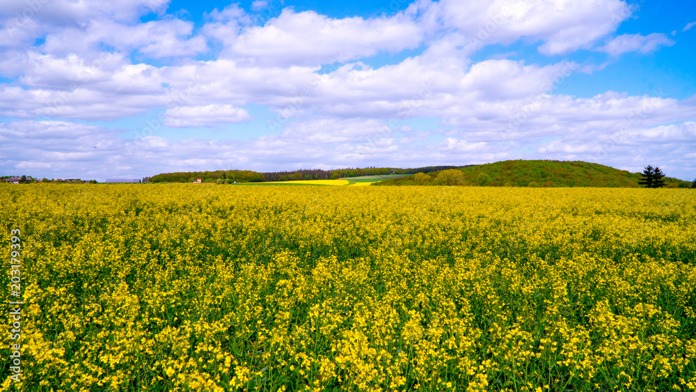 Yellow oilseed rape field under the blue sky with sun. Yellow oilseed rape field under the blue sky with sun.