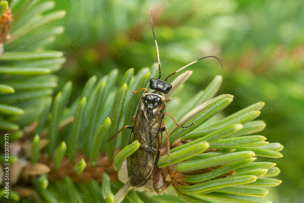 Leaf-rolling sawflie, Pamphiliidae on fir twig Leaf-rolling sawflie, Pamphiliidae on fir twig