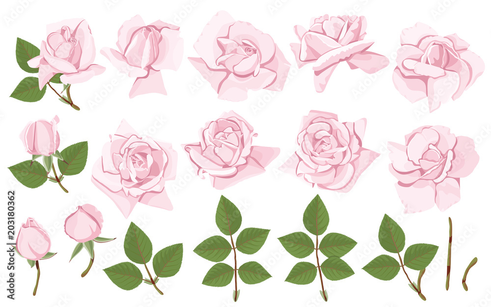 Set of pink roses elements for your design. Flowers, buds and leaves on white isolated background. Set of pink roses elements for your design. Flowers, buds and leaves on white isolated background.