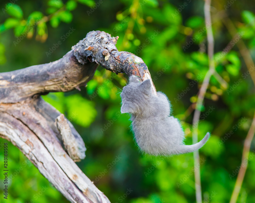 Obraz premium little gray kitten on a tree