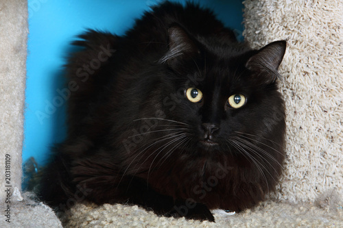 Fuzzy Black Cat Looking Forward