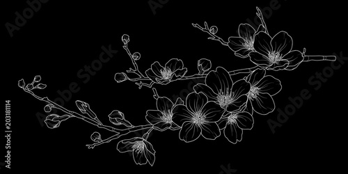 Cute hand drawn isolated sakura branch set 1.